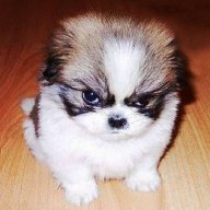 DevilDog